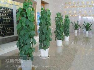 供應上海浦東專業(yè)植物租擺公司、辦公室擺放什么植物好