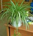 供應(yīng)浦東植物租賃-浦東花卉租擺-商場(chǎng)綠植花卉租賃電話
