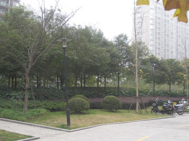 供應(yīng)上海廠區(qū)綠化養(yǎng)護、綠化養(yǎng)護的施工標(biāo)準(zhǔn)