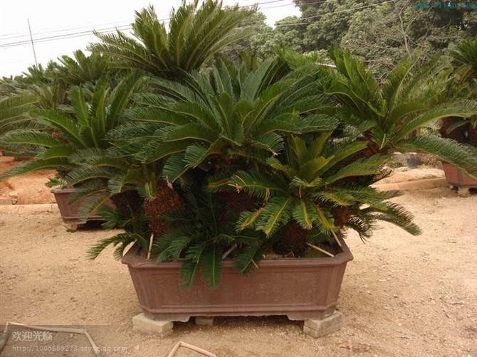 供應(yīng)上海室內(nèi)綠化服務(wù)公司、辦公室擺放植物的好處