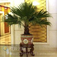 供應青浦綠化養(yǎng)護青浦植物租賃