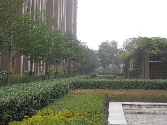 上海南匯綠化養(yǎng)護圖片