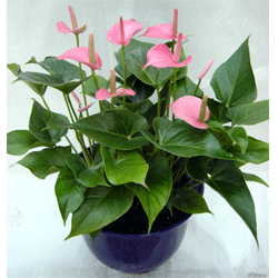 上海張江辦公室綠化養(yǎng)護(hù)圖片