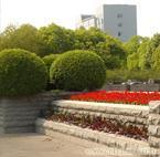 供應(yīng)上海全年綠化養(yǎng)護管理公司、上海廣場綠化養(yǎng)護