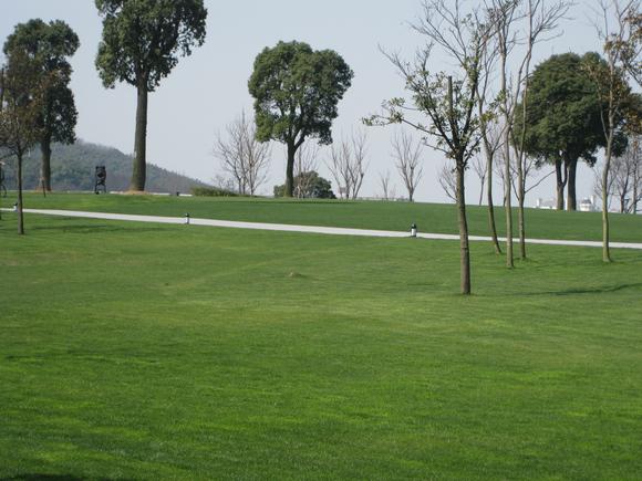 供應(yīng)上海南匯綠化養(yǎng)護(hù)