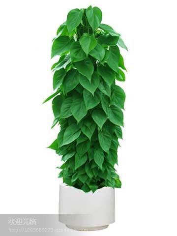 供應上海綠化養(yǎng)護標準