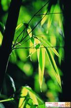 供應(yīng)山東肥證企業(yè)標(biāo)準(zhǔn)申請