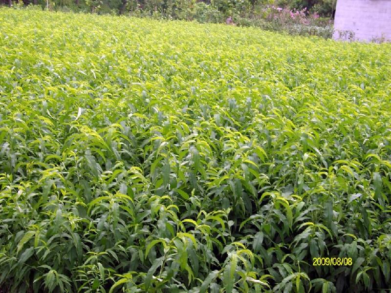 供应桃树苗桃树苗种植园桃树苗种植基地