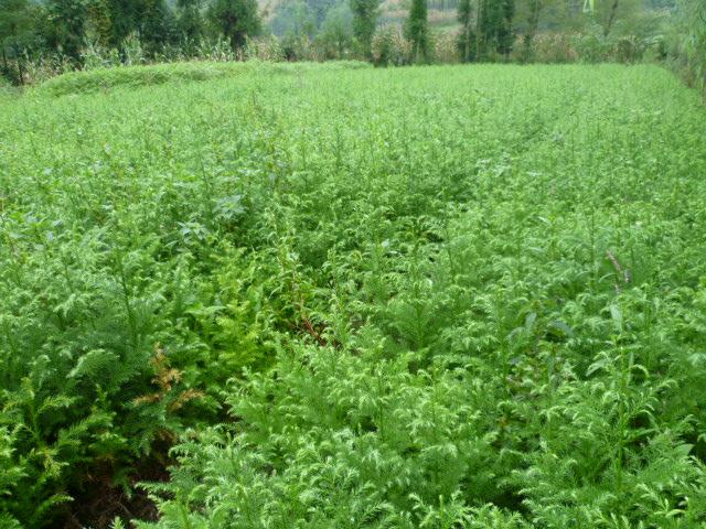 供應柳杉小苗/30-60公分柳杉小苗