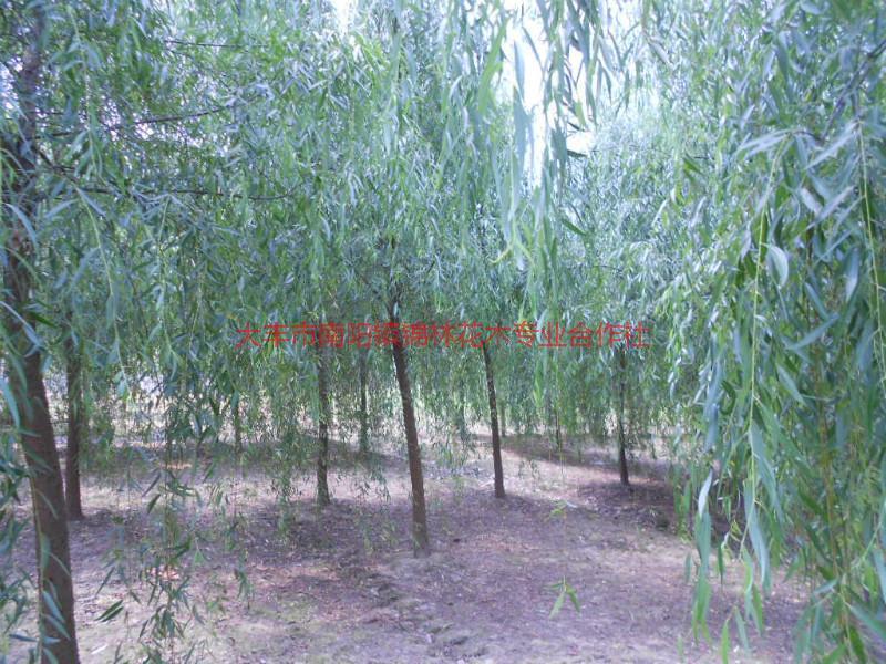 河北垂柳批發(fā)圖片