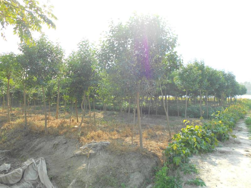 供應(yīng)鹽城大豐大葉女貞種植技術(shù)