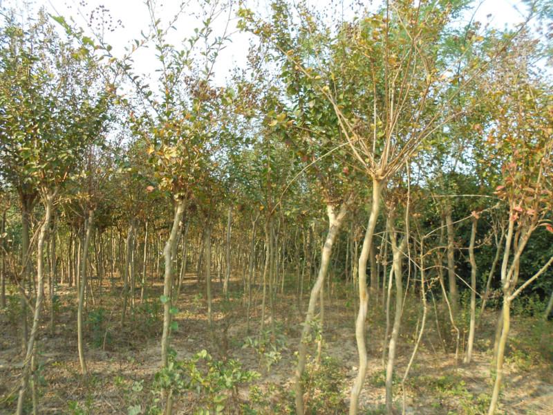 紫薇種子供應(yīng)商圖片