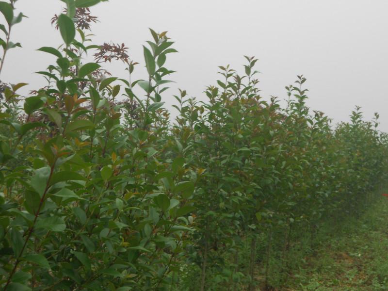 供應(yīng)鹽城高桿女貞價(jià)錢