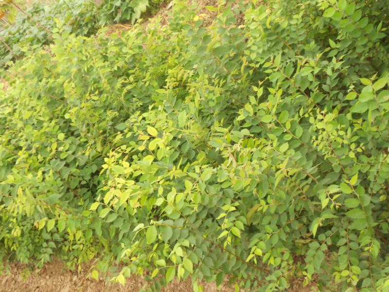 供應(yīng)黃山欒樹的種植技術(shù)，欒樹的價錢，欒樹銷售