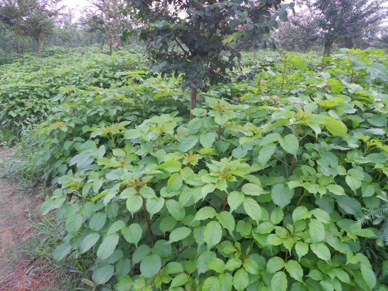 廣東黃山欒樹(shù)小苗報(bào)價(jià)，黃山欒樹(shù)小苗批發(fā)，黃山欒樹(shù)小苗電話