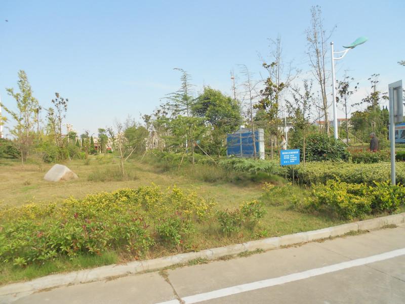 供應(yīng)江蘇紫薇小苗，江蘇紫薇小苗主產(chǎn)地，江蘇紫薇小苗價(jià)格咨詢(xún)