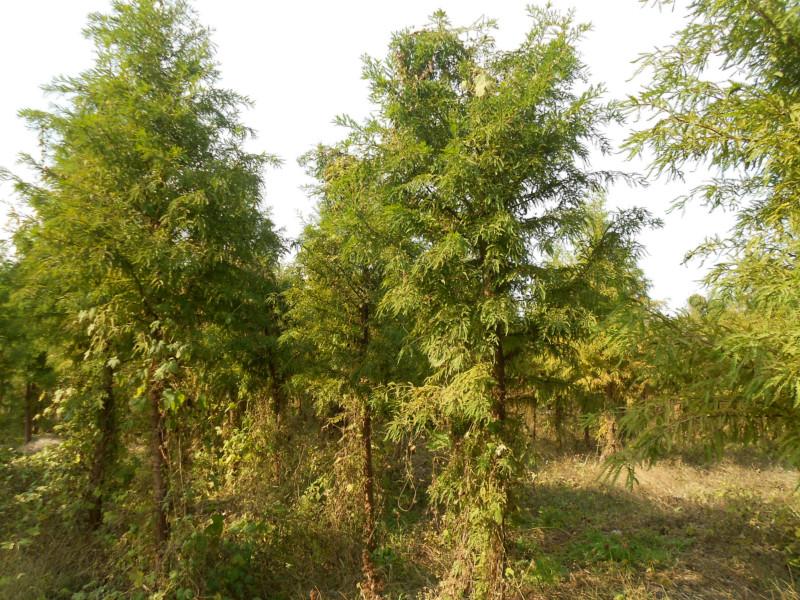 供應(yīng)水杉價(jià)錢-水杉報(bào)價(jià)-水杉價(jià)錢