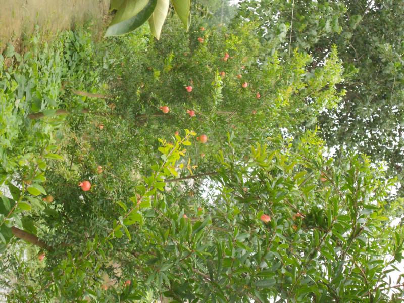 上海香緣苗基地，上海香緣苗地址，上海香緣苗電話