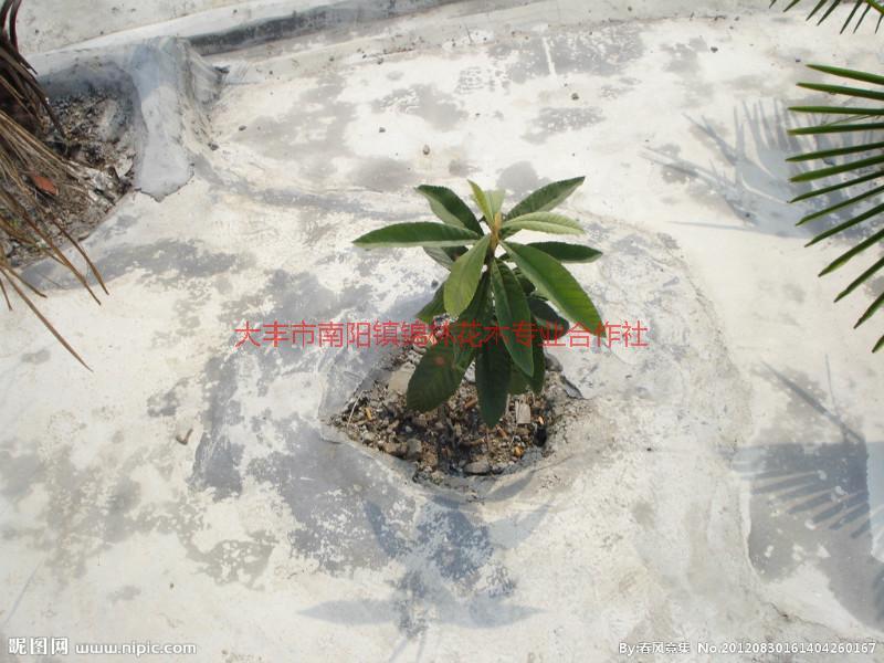 供應(yīng)江蘇枇杷樹苗批發(fā) 江蘇枇杷樹苗批發(fā)價格 江蘇枇杷樹苗批發(fā)價錢