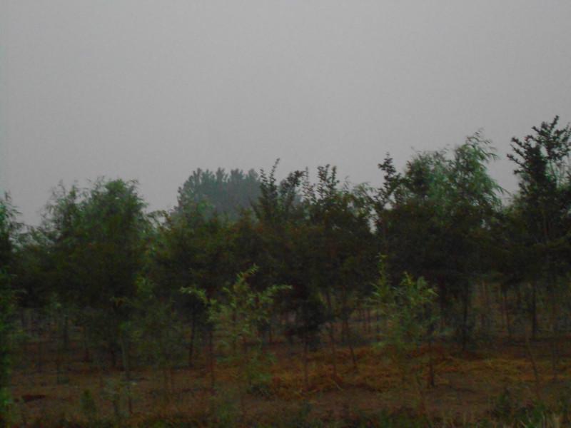 供應(yīng)鹽城大豐枇杷樹供應(yīng)商，鹽城大豐枇杷樹銷售，鹽城大豐枇杷樹報(bào)價