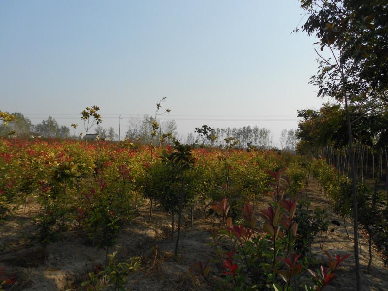 供應(yīng)鹽城大豐高干紅葉石楠供應(yīng)商