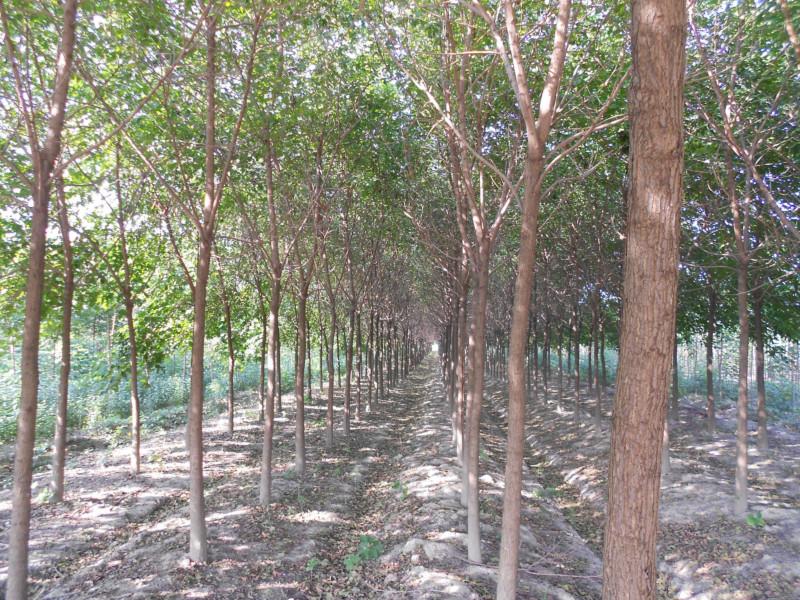 重陽木小苗圖片