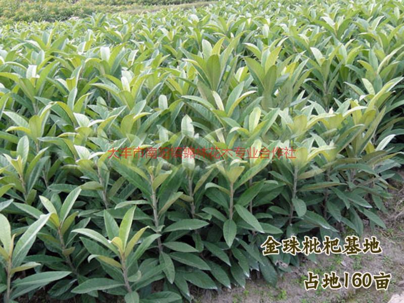 枇杷樹(shù)苗圖片/枇杷樹(shù)苗樣板圖 (3)