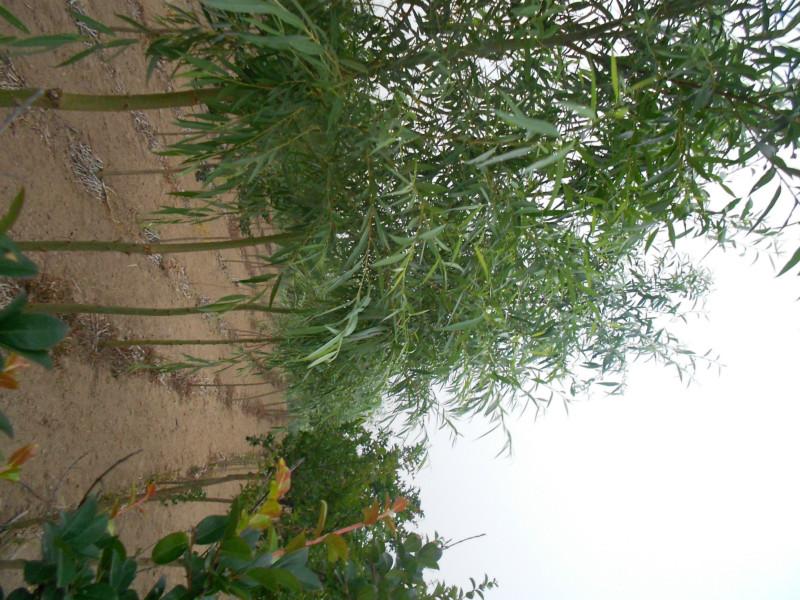 供應(yīng)紫薇種子生產(chǎn)商