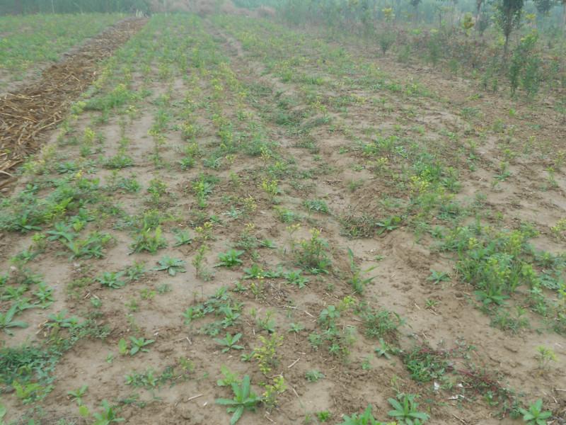 供應(yīng)鹽城紫薇樹圖片，鹽城紫薇樹供應(yīng)商，鹽城紫薇樹價(jià)格