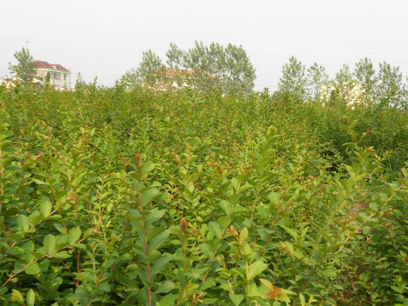 供應(yīng)高干女貞小苗種植，高桿女貞小苗批發(fā)，高桿女貞價(jià)格