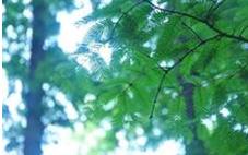 江蘇水杉銷售生產(chǎn)圖片