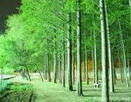 供應(yīng)江蘇水杉批發(fā)-江蘇水杉批發(fā)銷售商-江蘇水杉批發(fā)供應(yīng)商