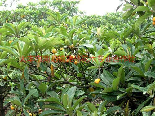 供應枇杷樹苗 *枇杷樹苗報價 那種枇杷樹苗好 江蘇枇杷樹苗批發(fā)