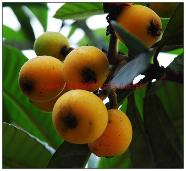 供應(yīng)枇杷樹小苗，枇杷樹籽生小苗價(jià)格，15公分枇杷苗價(jià)格