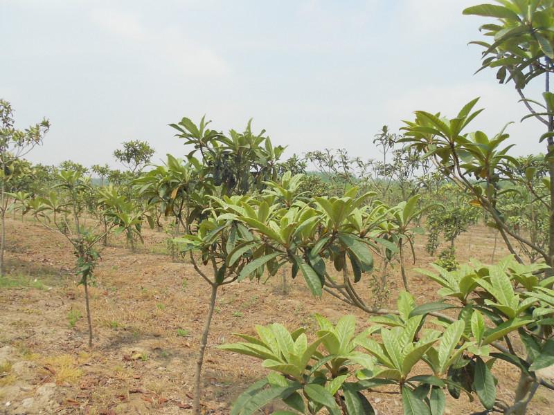 供應(yīng)鹽城枇杷樹枇杷苗琵琶果枇杷花