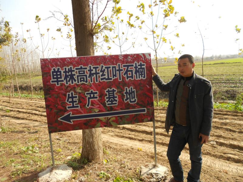 鹽城紅葉石楠小苗價(jià)格圖片