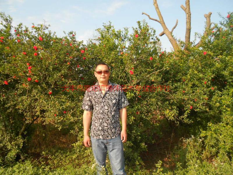 枇杷樹(shù)苗銷(xiāo)售圖片