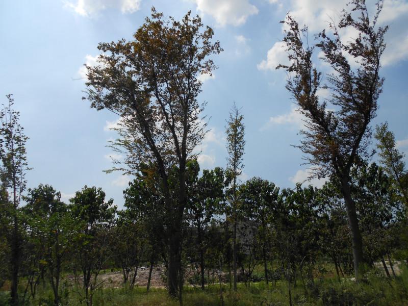 供應(yīng)鹽城大豐紫薇樹價(jià)格