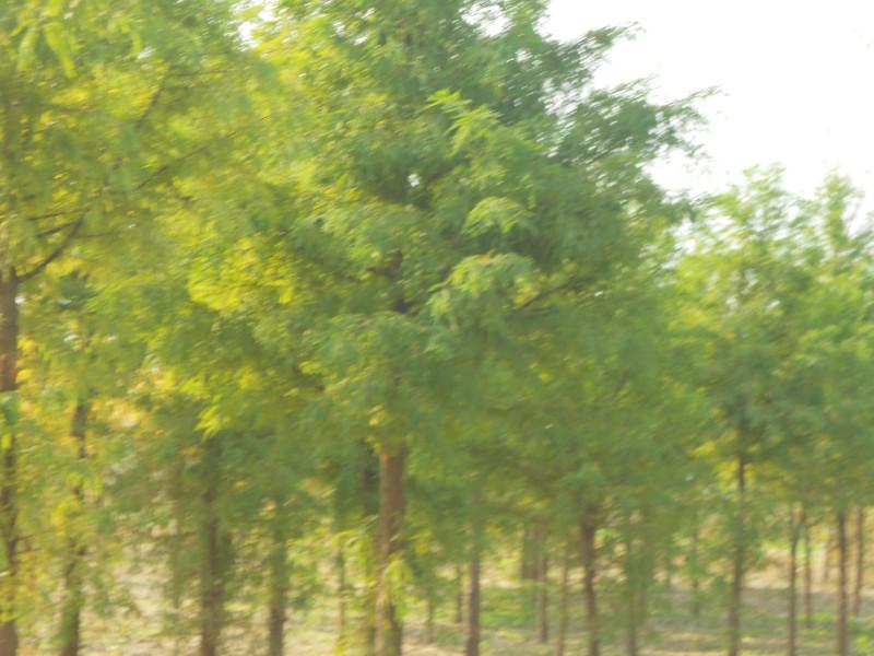 水杉價錢報價價錢圖片