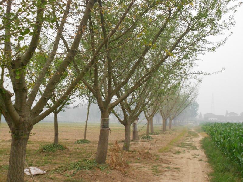 供應江蘇鹽城大豐嫁接銀杏12-35公分