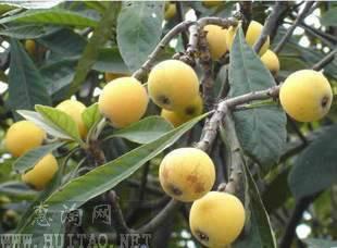 供應(yīng)哪里枇杷樹(shù)*質(zhì)量有保證，大豐錦林苗木，15151081288