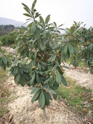 江蘇枇杷樹苗批發(fā)圖片