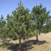 南京國槐樹苗哪家實(shí)惠？【國槐小苗規(guī)格】國槐苗木批發(fā)價(jià)格