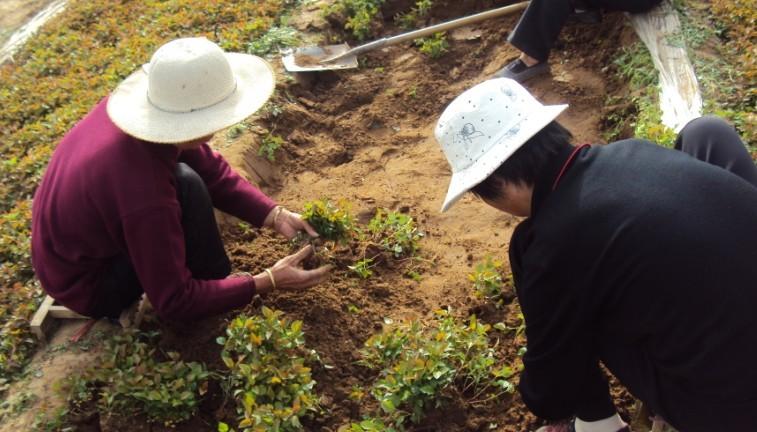 供应甜茶小苗 甜茶小水苗 大量供应甜茶小水苗 甜茶小苗 低价供应图片