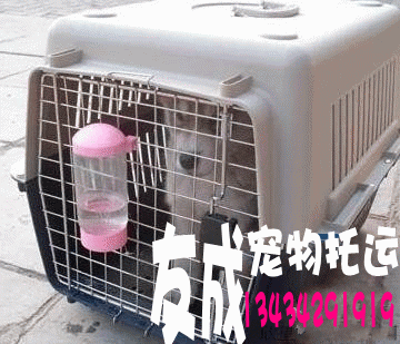 供应西安宠物狗狗猫猫托运运输到港澳台免隔离