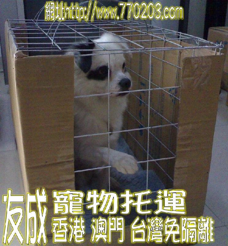 狗狗猫猫托运广州狗狗猫猫托运图片