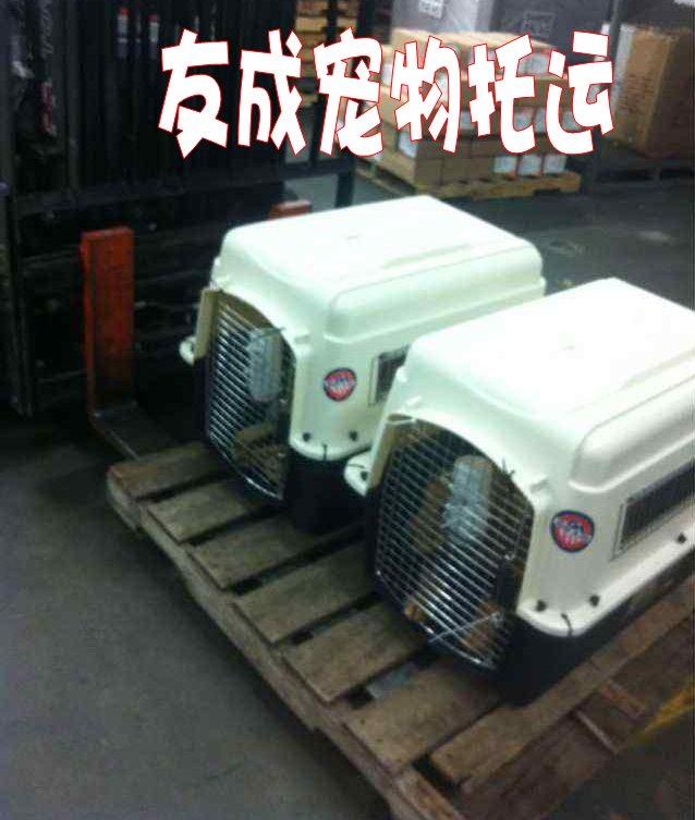 供應(yīng)寵物出國  專業(yè)寵物托運 寵物托運  寵物出國免隔離