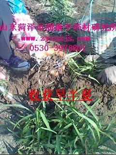 供應(yīng)旱半夏小珠芽（四級(jí)種球）