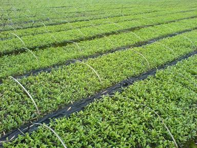 湖北茶苗基地-湖北茶苗价格-湖北茶苗批发厂家报价图片