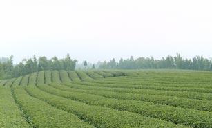 雅安市湖北茶苗基地厂家